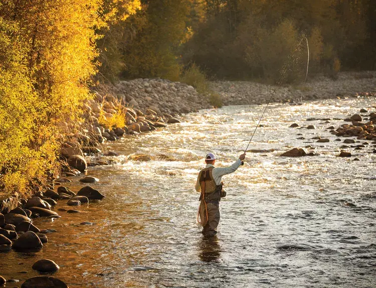 Back view of Fly Fisher while moving the rod's line in the air, inside the low waters of river, with trees and mountains in the background Steamboat Springs